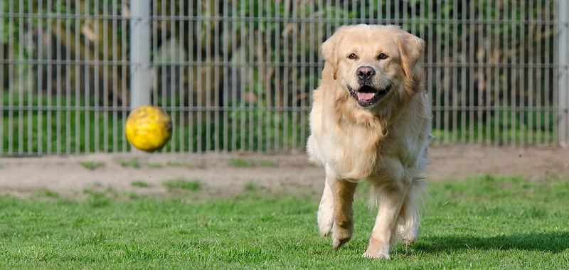 choosing the best boarding kennel