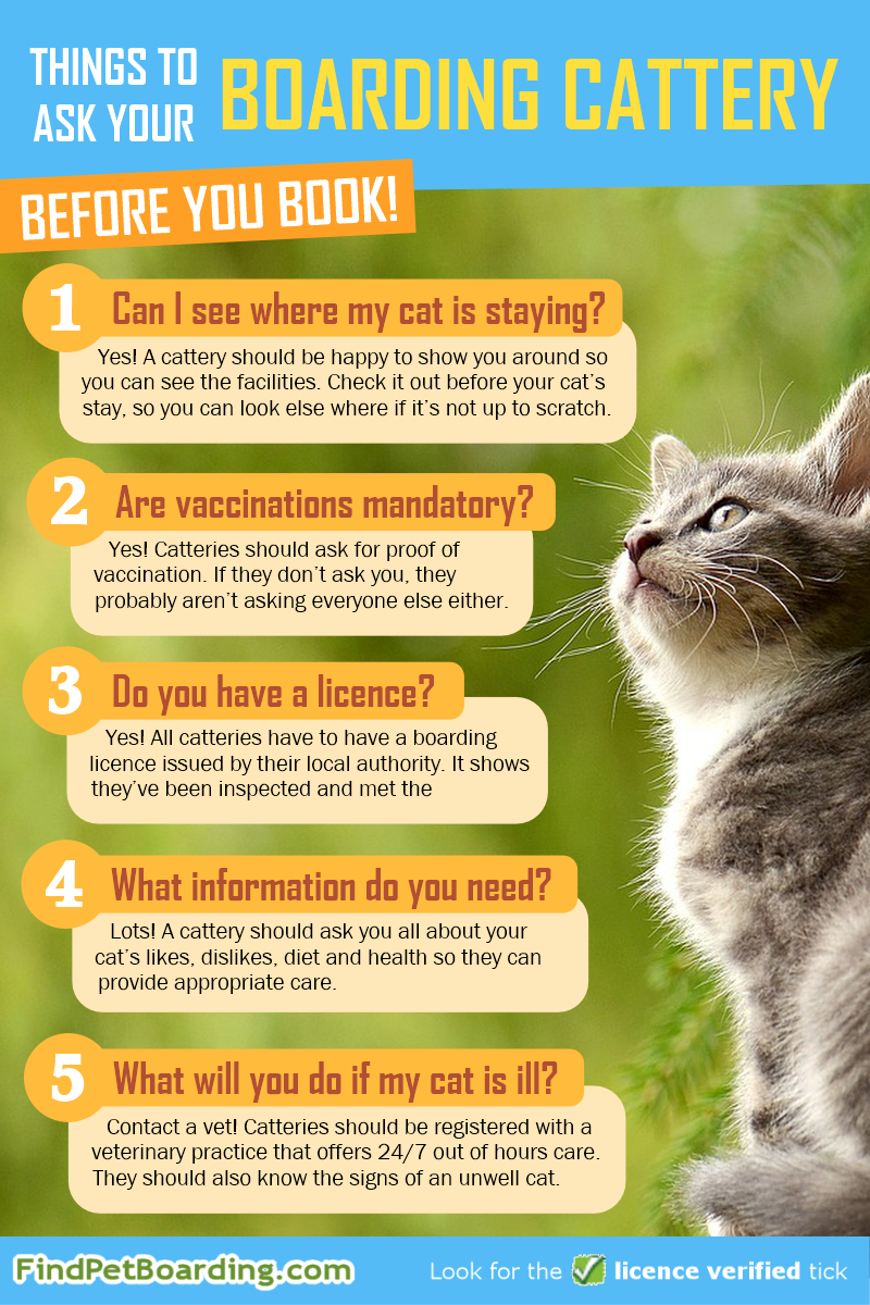 what to look for in a cattery