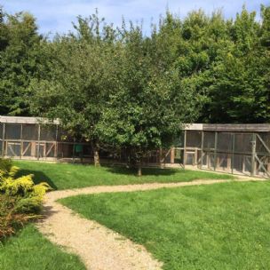 Nutwood Cattery - Boarding Cattery in Horsham, West Sussex