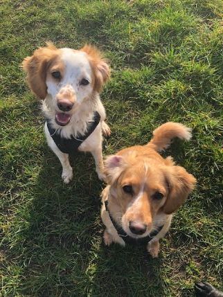 Doggy Fun Day Care - Home Boarding In Holt, Norfolk