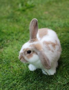 Bunny manor small pet boarding - Small Pet Boarding in ...