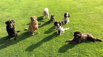 NORFOLK HOME DOG BOARDING - Boarding Kennel in King's Lynn, Norfolk