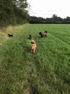 Bluebell Boarding - Boarding Kennel in Southam, Warwickshire