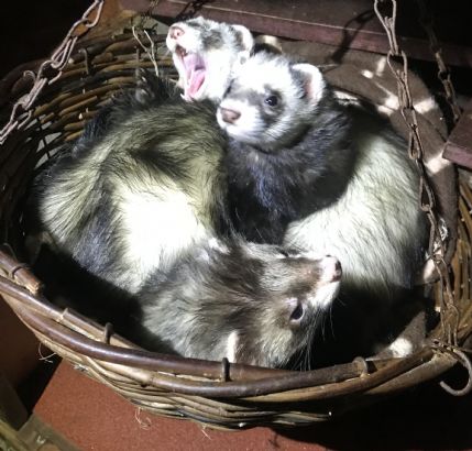 Ferret daycare near store me